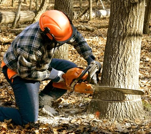 Tree Removal in Mount Gay, WV